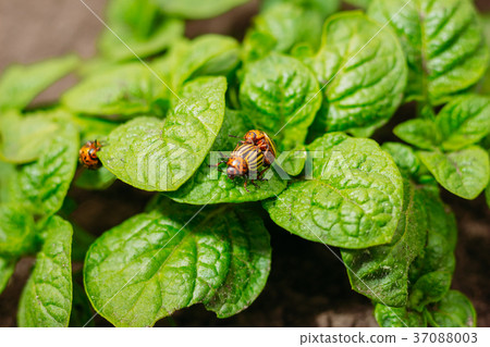 Close-up of Colorado beetles in mating 37088003