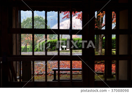 Autumn leaves Autumn leaves 37088098