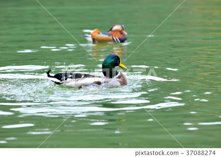 Duck, mallard, donkey, lake, water, water bird, colorful, color, feather Duck, mallard, donkey, lake, water, water bird, colorful, color, feather 37088274