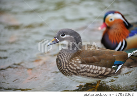 Seagull, lake, water, waterfowl, colorful, color, plumage, 豔rei, 駂麒, 膶国视, Wujin Haruo, Gosai 37088368