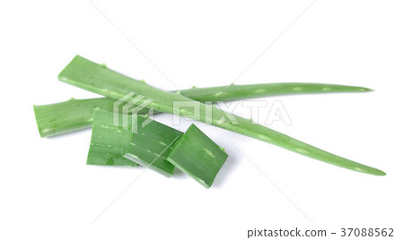 aloe vera fresh leaf aloe vera fresh leaf 37088562