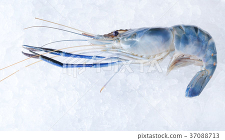 Raw Shrimps Raw Shrimps 37088713