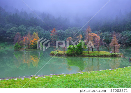 Natural scenery, forest, trees, fog, fog, fog, Taiwan, Yilan, Mingchi, Mingchi Forest Recreation Area, fresh, autumn Natural scenery, forest, trees, fog, fog, fog, Taiwan, Yilan, Mingchi, Mingchi Forest Recreation Area, fresh, autumn 37088871