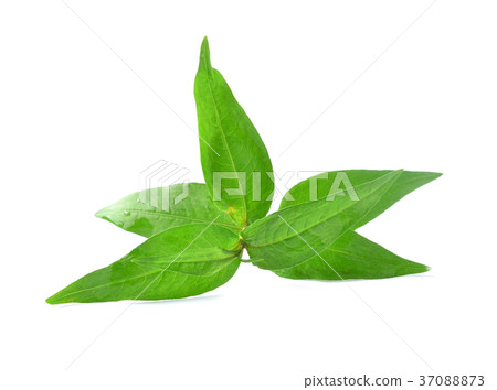 Leaves kesum or persicaria odorata 37088873