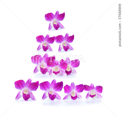 Purple orchid Purple orchid 37088909