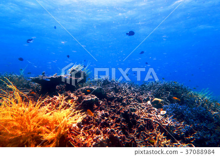 Coral reef sea 37088984