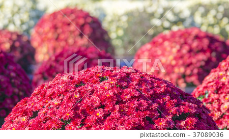 Zaru chrysanthemum 16：9 37089036
