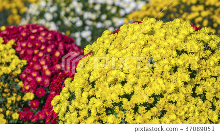Zaru chrysanthemum 16：9 37089051