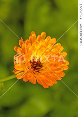 common marigold in a garden 37089091