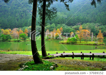 Autumn,forest,bridge,walk,tree,water,lake,autumn,taiwan,yilan,mingchi,mingchi forest play area,fresh,green,natural Autumn,forest,bridge,walk,tree,water,lake,autumn,taiwan,yilan,mingchi,mingchi forest play area,fresh,green,natural 37089152