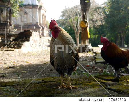 Thai temple chicken Thai temple chicken 37089220