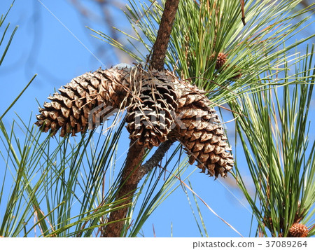 Daiomatsu (with the longest leaf in the world among pines) Daiomatsu (with the longest leaf in the world among pines) 37089264