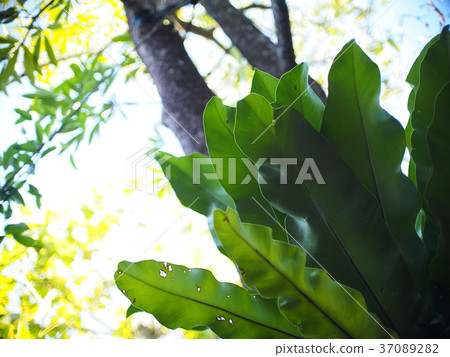 large bird's nest fern leaves, outdoor crop view large bird's nest fern leaves, outdoor crop view 37089282