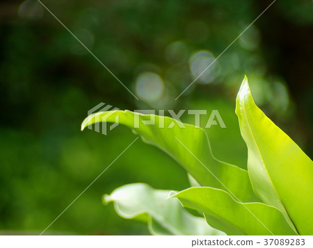 large bird's nest fern leaves, outdoor crop view 37089283