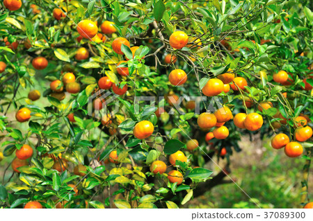橘子,果園,果樹,水果,果實,新鮮,農業,農作物,農產品 37089300