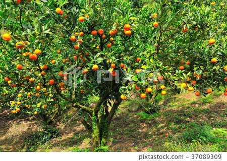 橘子,果園,果樹,水果,果實,新鮮,農業,農作物,農產品 橘子,果園,果樹,水果,果實,新鮮,農業,農作物,農產品 37089309