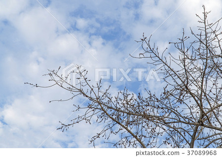 Under of tree and with branch magnify 37089968