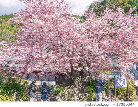 Kawazu cherry tree log 37090344