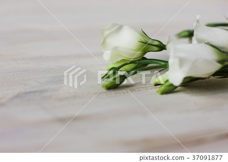 The flowers eustoma on White wooden background 37091877