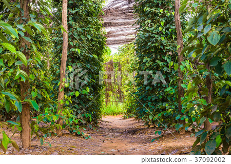 Black pepper plants on a farm in Cambodia Black pepper plants on a farm in Cambodia 37092002