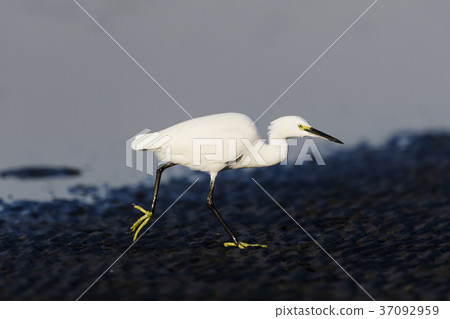 Koagi (Ogre) 37092959