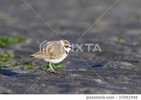 香菇(White Chidori) 香菇(White Chidori) 37092998