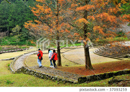 Autumn, forest, mountain, mountain lake, tree, water, pine, autumn, Taiwan, Yilan, Mingchi, Mingchi Forest Recreation Area, fresh 37093259