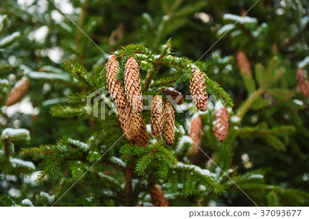 圖庫照片: fir tree branches