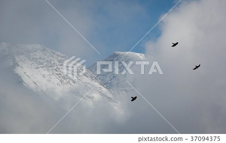 Two birds flying in front of a cloud Two birds flying in front of a cloud 37094375