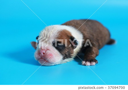 7 days purebred English Bulldog puppy 37094700
