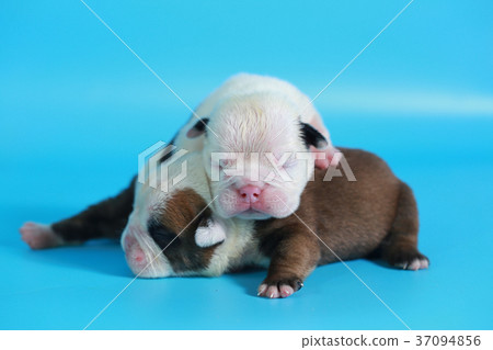 7 days purebred English Bulldog puppy 7 days purebred English Bulldog puppy 37094856