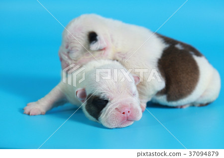 7 days purebred English Bulldog puppy  37094879