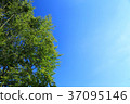 blue sky 37095146