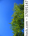 blue sky 37095147