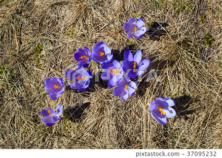 Group of blooming crocuses spring flowers Group of blooming crocuses spring flowers 37095232