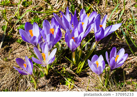 Close up group of blooming crocuses spring flowers Close up group of blooming crocuses spring flowers 37095233