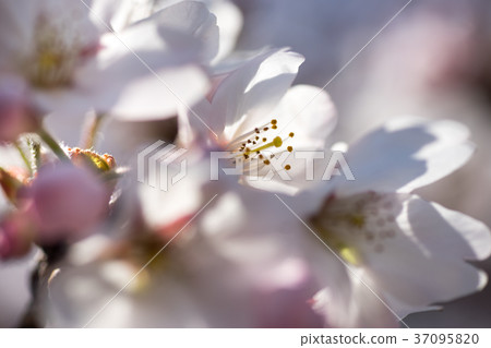 櫻花 櫻花 37095820