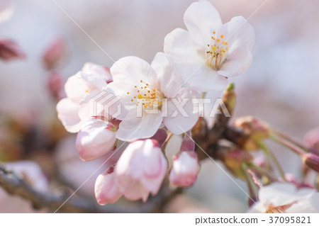 櫻花 37095821