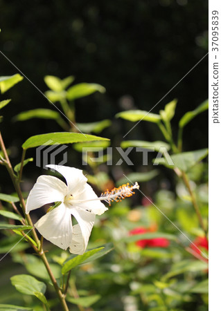 White hibiscus White hibiscus 37095839