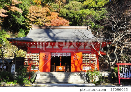 鎌倉市：荏柄天神社和鮮豔的秋葉 37096025