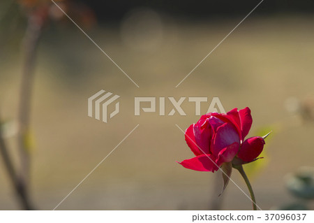 Ominous civil flower bed late autumn Rose flower, 37096037
