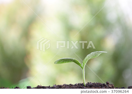 Green plants planting 37096264