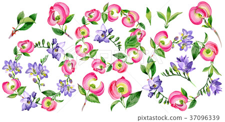 Wildflower cornos Florida flower in a watercolor 37096339