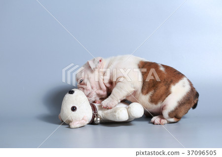 purebred English Bulldog puppy  37096505