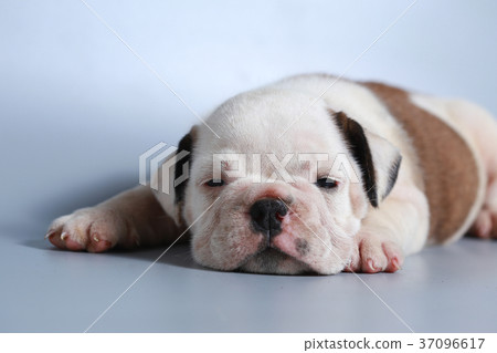 purebred English Bulldog puppy 37096617