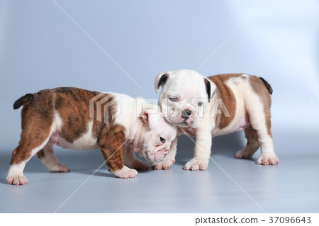 purebred English Bulldog puppy 37096643