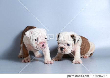 purebred English Bulldog puppy purebred English Bulldog puppy 37096716