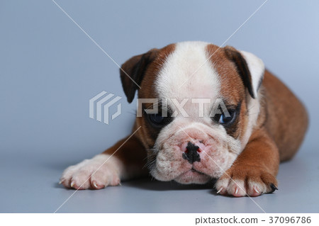 purebred English Bulldog puppy purebred English Bulldog puppy 37096786