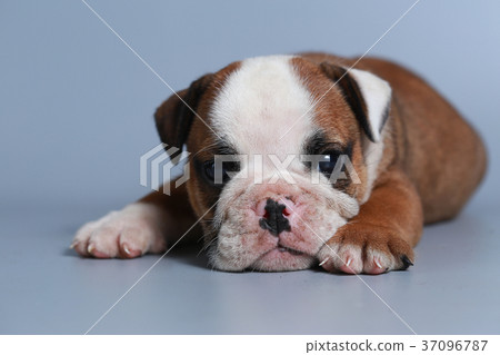 purebred English Bulldog puppy purebred English Bulldog puppy 37096787