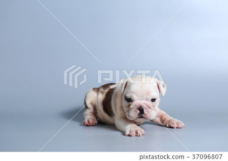purebred English Bulldog puppy  37096807